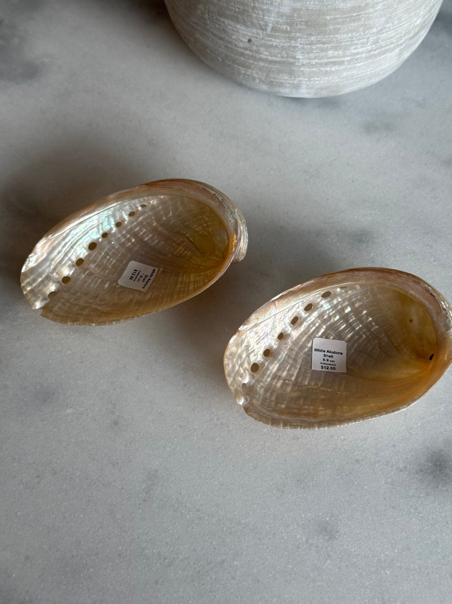 White Abalone Shell