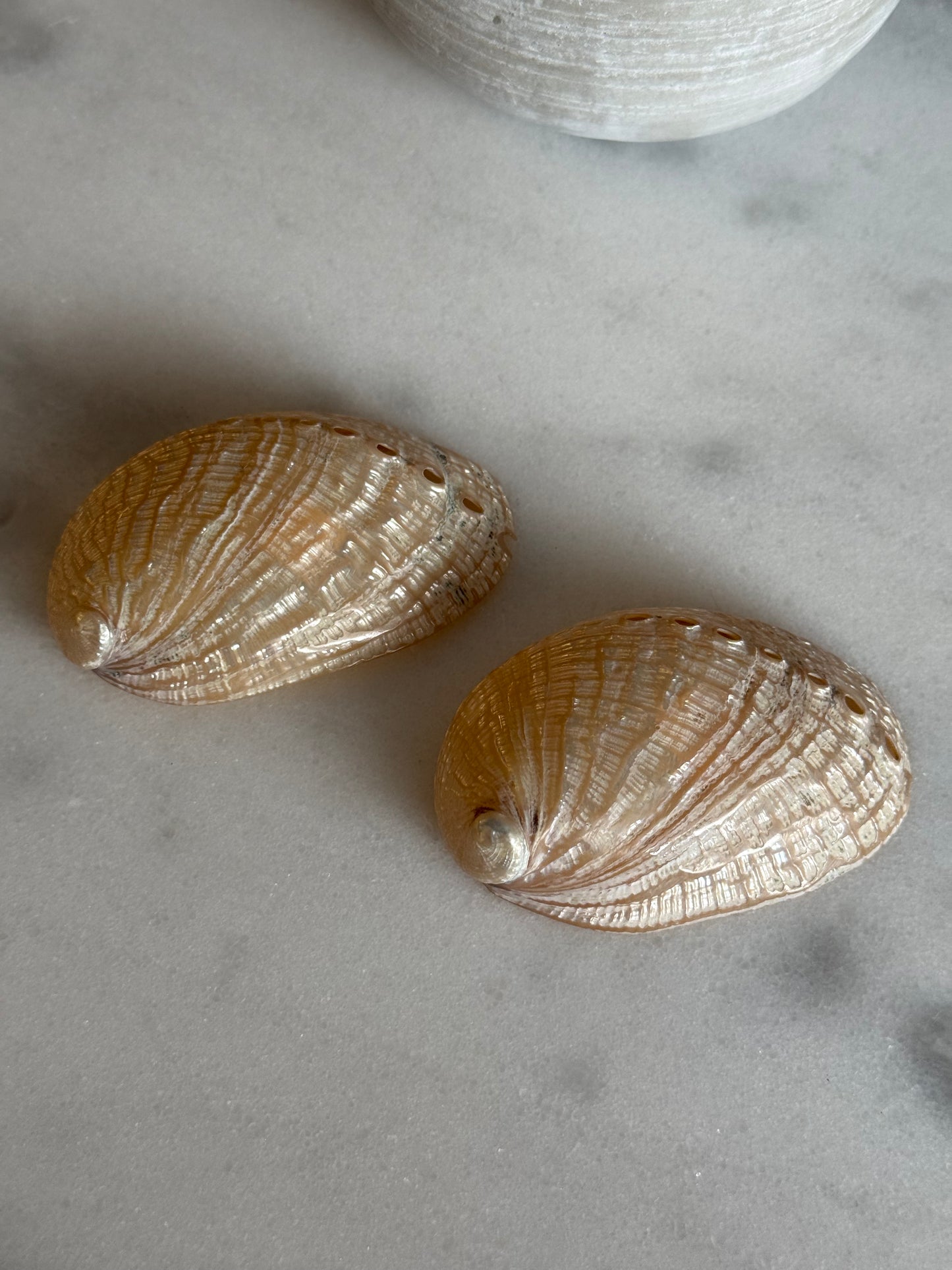 White Abalone Shell
